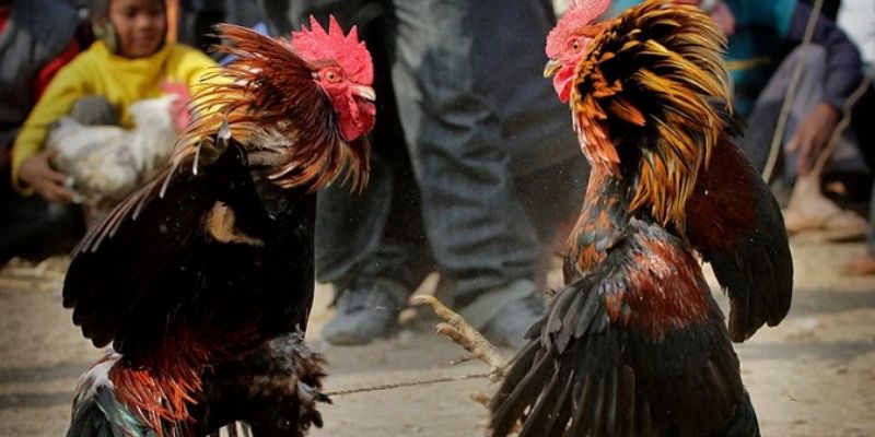 Bật mí những kinh nghiệm chơi đá gà Hubet để dễ dàng thắng lớn từ chuyên gia