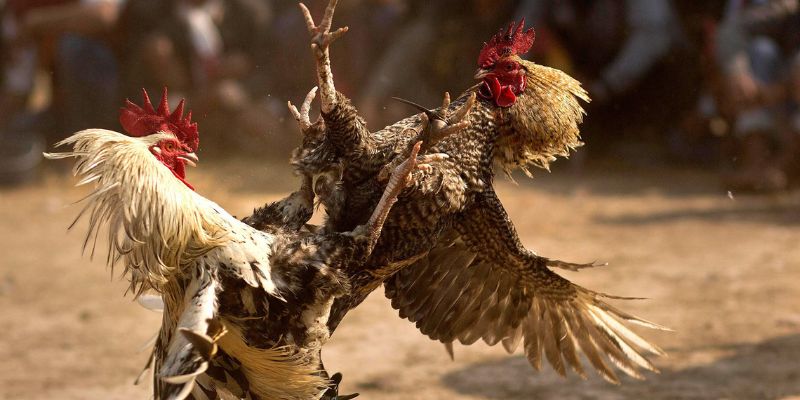 Đá gà Moren là loại hình đá gà phổ biến nhất tại Hubet hiện nay